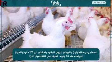 أسعار جديدة للدواجن والبيض اليوم: البانيه ينخفض إلى 170 جنيه والفراخ البيضاء عند 58 جنيه – تعرف على التفاصيل الآن!